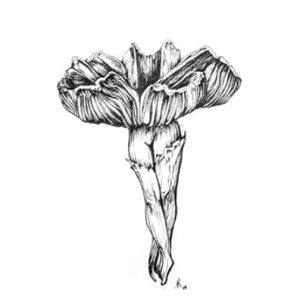 Flirtatious Fungi #2 8.5 x 11" Print